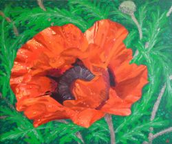 Painting: Oriental Poppy 2